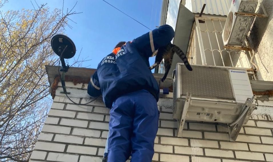 В Новороссийске кот почти три дня не мог слезть с крыши