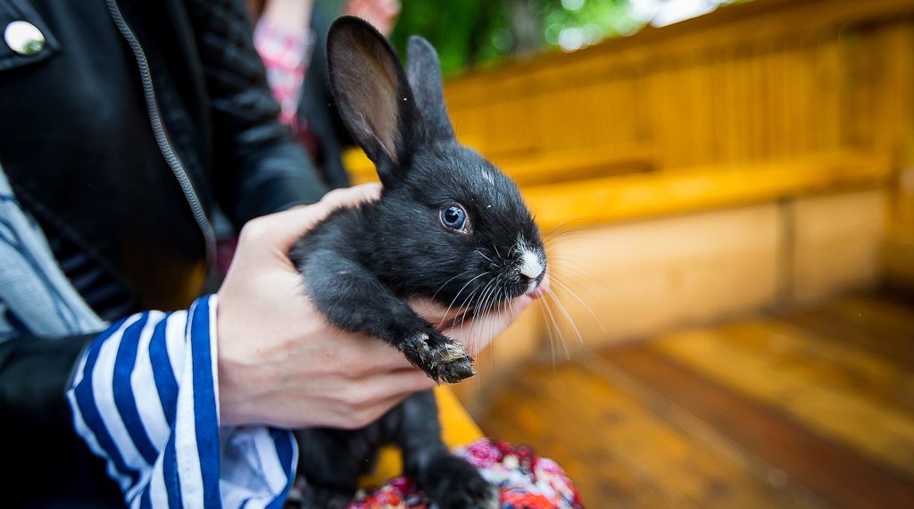 Как кубанцам встречать 2023-й год — Черного Водяного Кролика