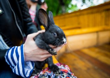 Как кубанцам встречать 2023-й год — Черного Водяного Кролика