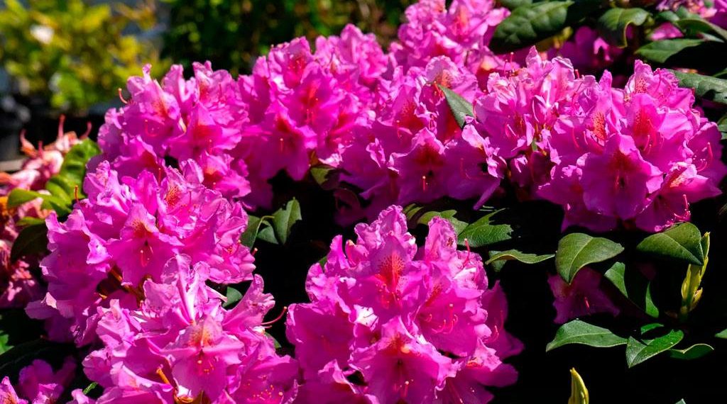 В сочинском парке «Южные культуры» в декабре зацвели рододендроны и лавровишня