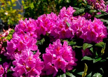 В сочинском парке «Южные культуры» в декабре зацвели рододендроны и лавровишня