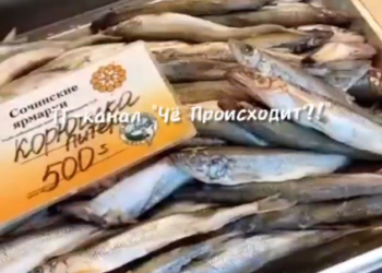 В Сочи за 500 рублей продают необычную рыбу, у которой выросли яйца