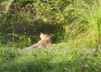 На берегу реки в Сочи обнаружили леопарда