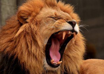 В Анапе у организации конфисковали льва