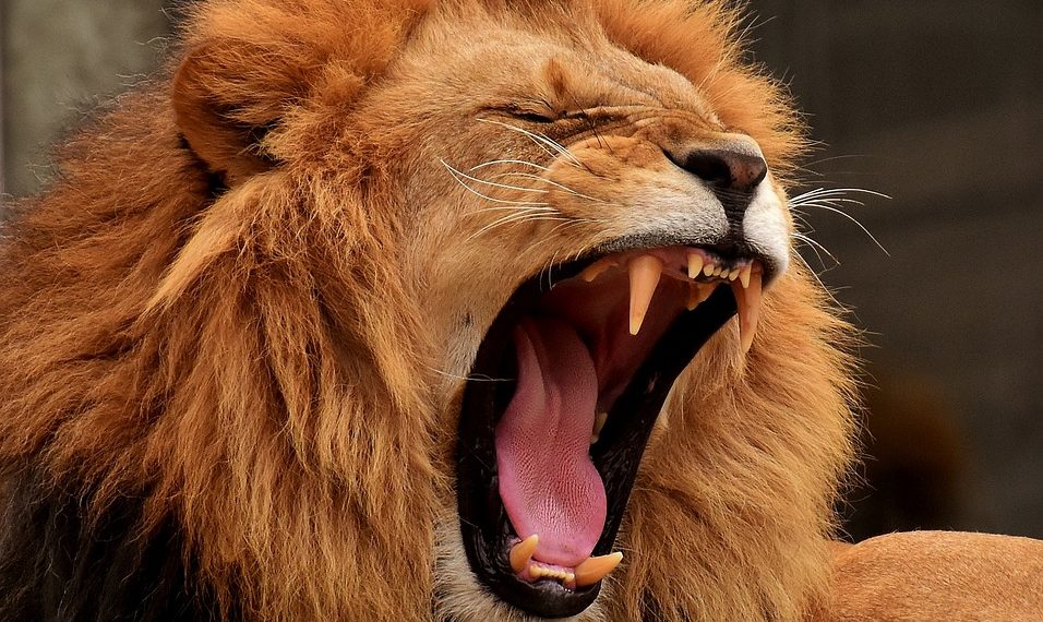 В Анапе у организации конфисковали льва