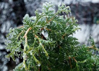 В Анапе и Новороссийске растения и машины покрылись льдом из-за ветра с Черного моря