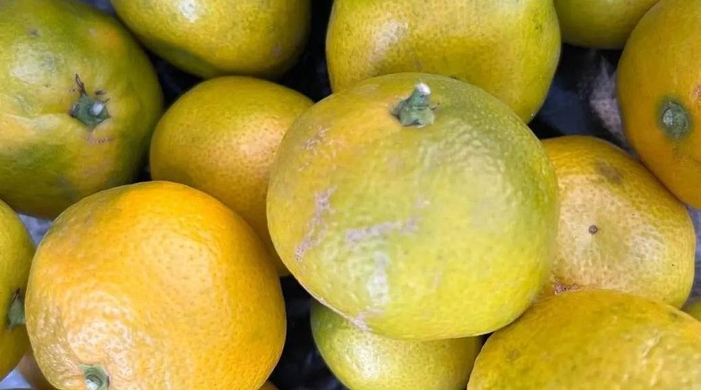 Более 64 тыс. тонн мандаринов ввезли из трех стран на Кубань