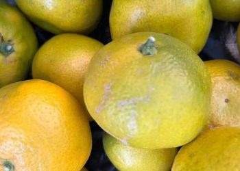 Более 64 тыс. тонн мандаринов ввезли из трех стран на Кубань