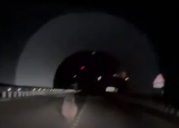 В тоннеле Сочи автомобилисты сняли медведя 4 декабря