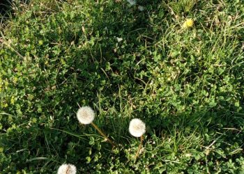 На Кубани началась вторая весна