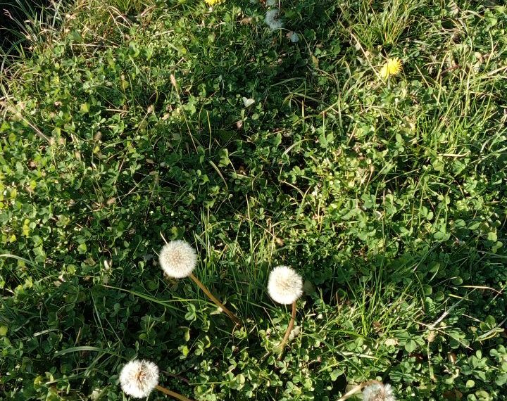 На Кубани началась вторая весна