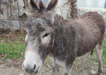 В Анапе одинокий осел ищет хозяина