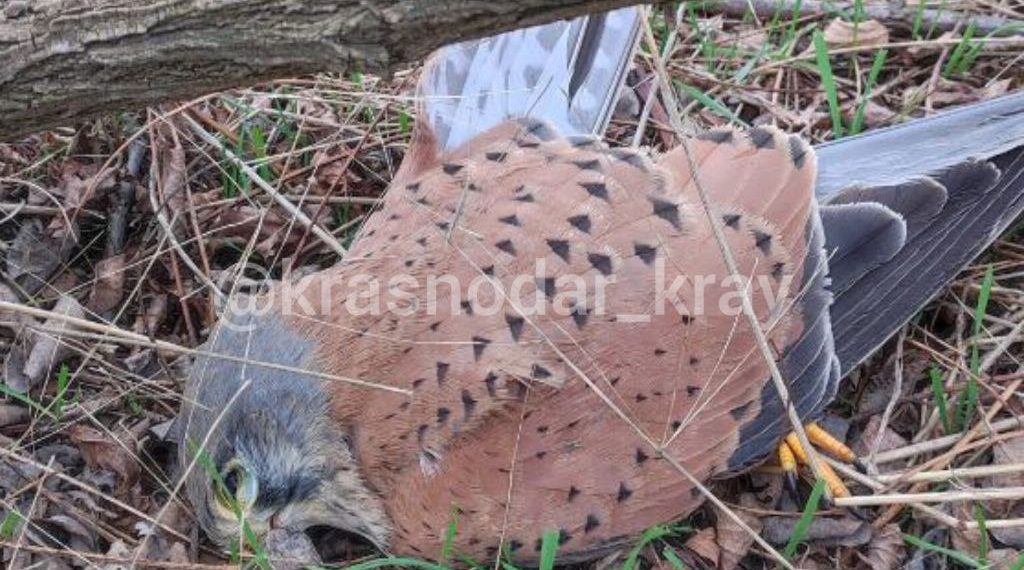 На Кубани ситуация с вытравливанием мышей на полях обернулась катастрофой