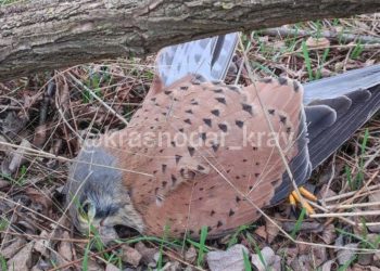 На Кубани ситуация с вытравливанием мышей на полях обернулась катастрофой