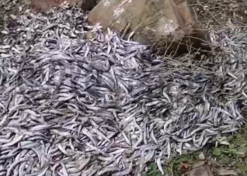 На Кубани заповедник «Большой Утриш» завалили тухлой рыбой