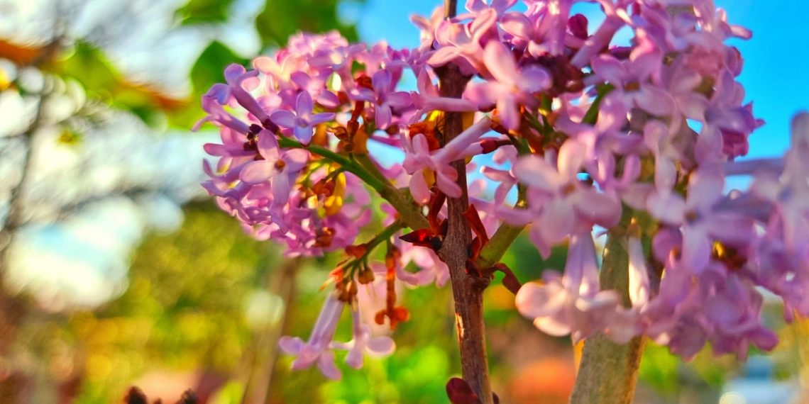 Декабрю назло. В Геленджике расцвела алыча и сирень