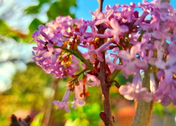 Декабрю назло. В Геленджике расцвела алыча и сирень