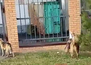 В Краснодаре стая собак держит в страхе учеников четырех школ