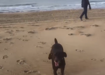 На Кубани собака напала на женщину с собачкой