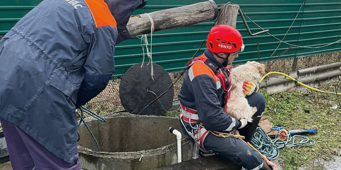 На Кубани собаку вытащили из девятиметрового колодца