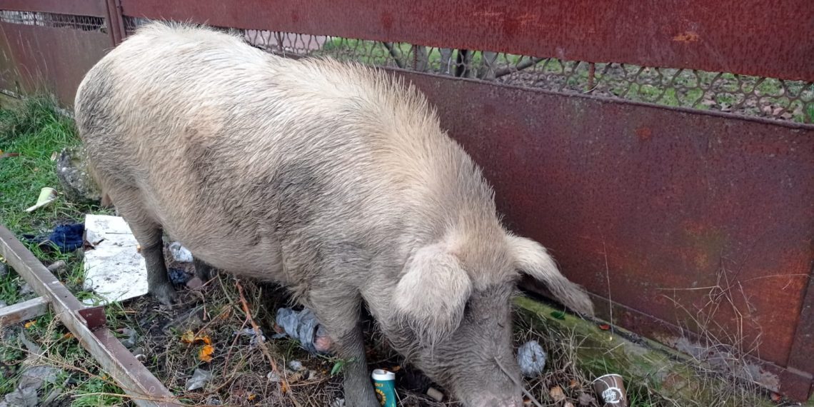 На границе России и Абхазии свиньи устроили пир из мандаринов