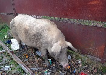 На границе России и Абхазии свиньи устроили пир из мандаринов