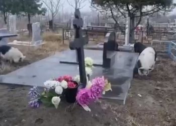 В Анапе свиньи перекопали местное кладбище