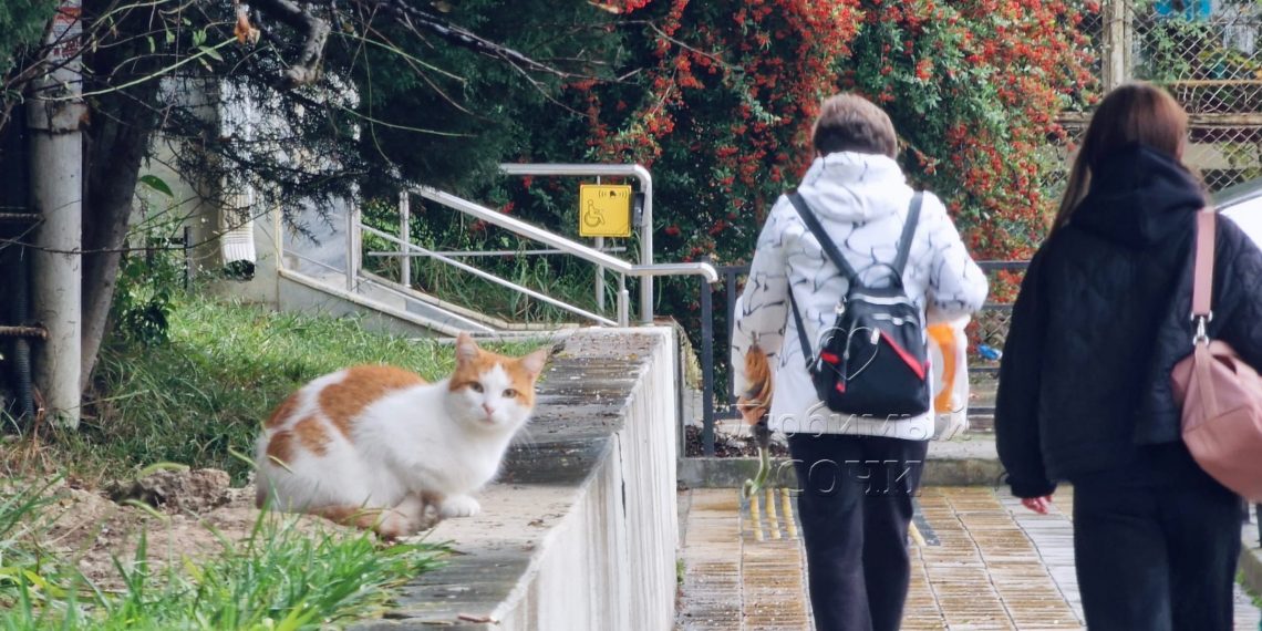В Сочи в выходные дни придет похолодание