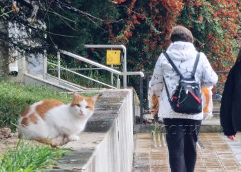 В Сочи в выходные дни придет похолодание