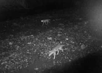 В Сочинском национальном парке фотоловушки запечатлели кабана, косулю и двух волков