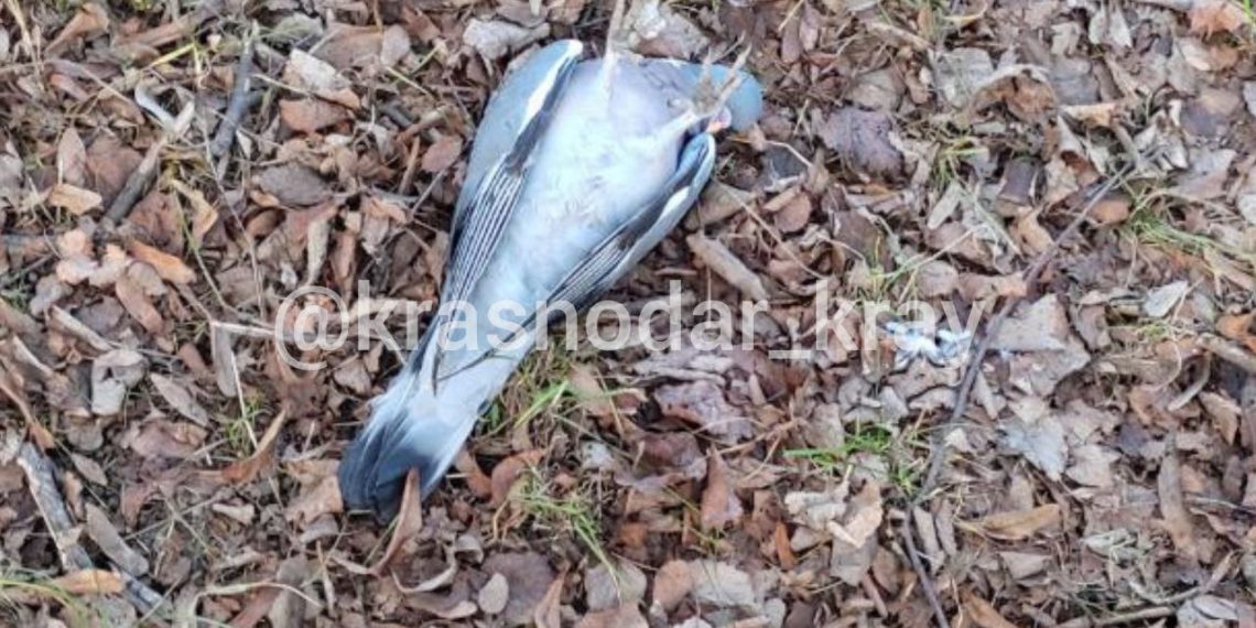 В Краснодаре снова заметили мертвых птиц