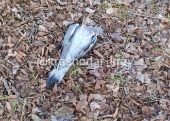 В Краснодаре снова заметили мертвых птиц