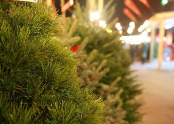 На Кубани откроют более 30 новогодних ярмарок