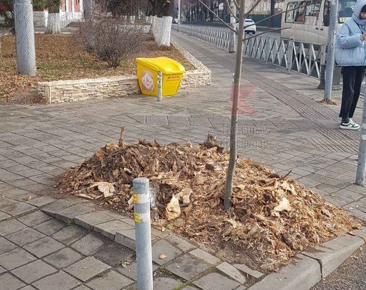 В Краснодаре на улицах в декабре проводят компенсационное озеленение