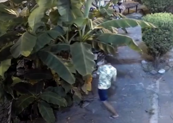 В Сочи попал на видео надругавшийся над банановым деревом отдыхающий