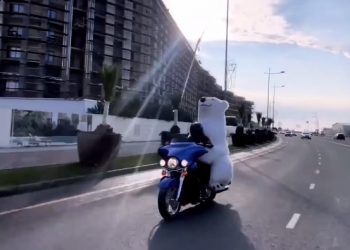 В Сочи белого медведя катали на мотоцикле