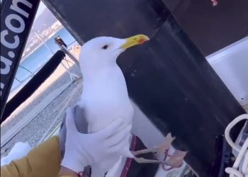 В Геленджике спасли чайку со склеенным клювом