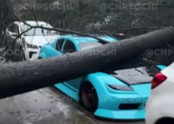 В Сочи дерево рухнуло на автомобиль