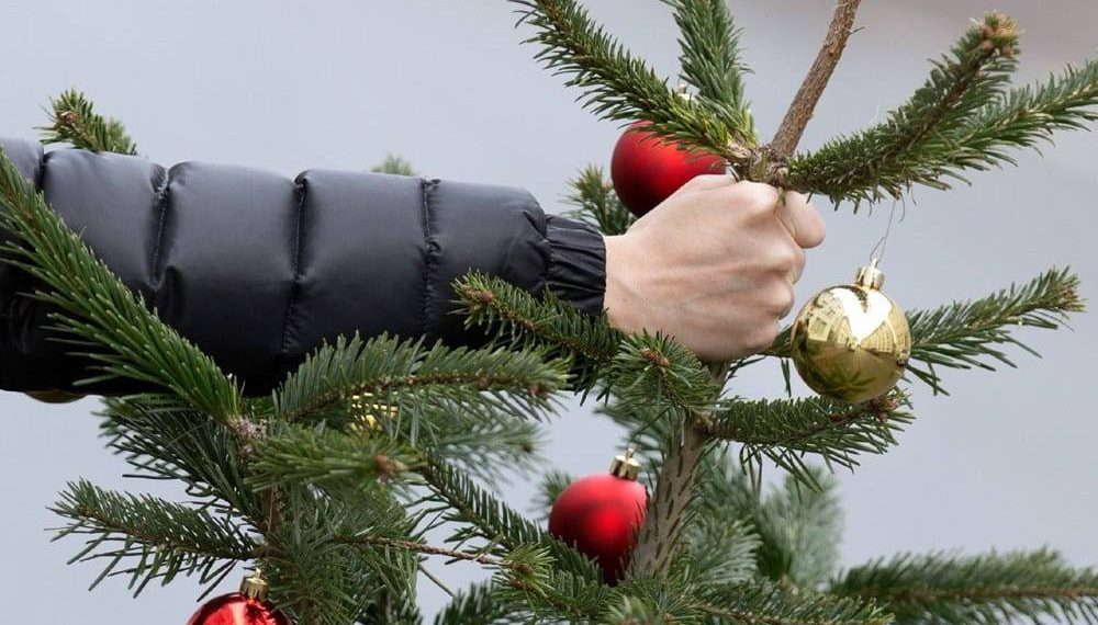 На Кубани сделали важное заявление по отслужившим свой срок елкам