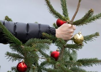 На Кубани сделали важное заявление по отслужившим свой срок елкам