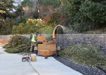 В Сочи около тысячи елок отправили на переработку