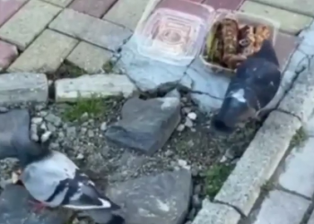 В Сочи голуби-свиноеды разговелись и утратили совесть