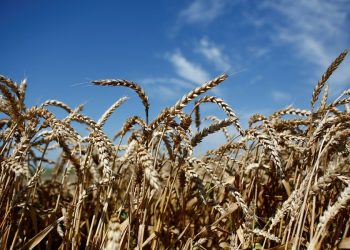 В 2022 году Кубань вдвое нарастила экспорт муки