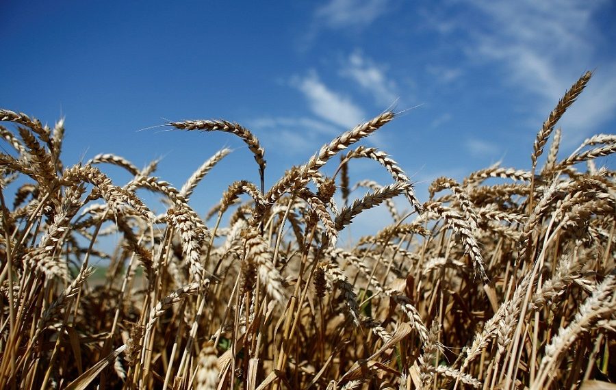 В 2022 году Кубань вдвое нарастила экспорт муки