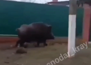 На Кубани огромный дикий кабан бегал рядом с жилыми домами