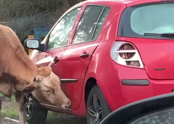 В Сочи корова подрабатывает автомойкой, облизывая соседские автомобили