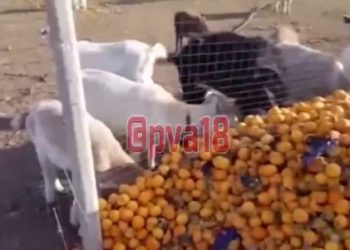 В Анапе сняли на видео коз, поедающих гору мандаринов