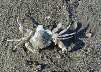 В Анапе на обледеневшем берегу сняли тысячи погибших медуз и крабов