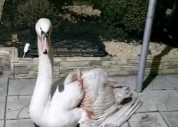 На Кубани стала известна судьба вмерзшего в лед лебедя с перебитым крылом