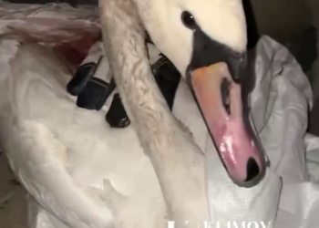 В Краснодаре с озера спасен лебедь со сломанным крылом